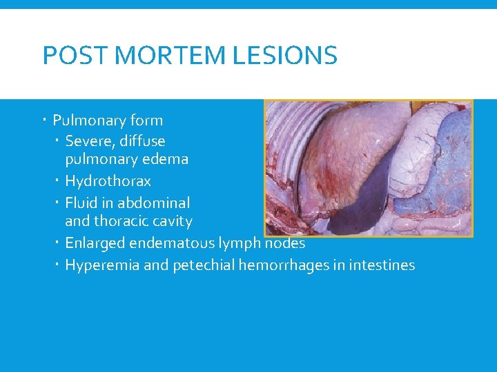 POST MORTEM LESIONS Pulmonary form Severe, diffuse pulmonary edema Hydrothorax Fluid in abdominal and