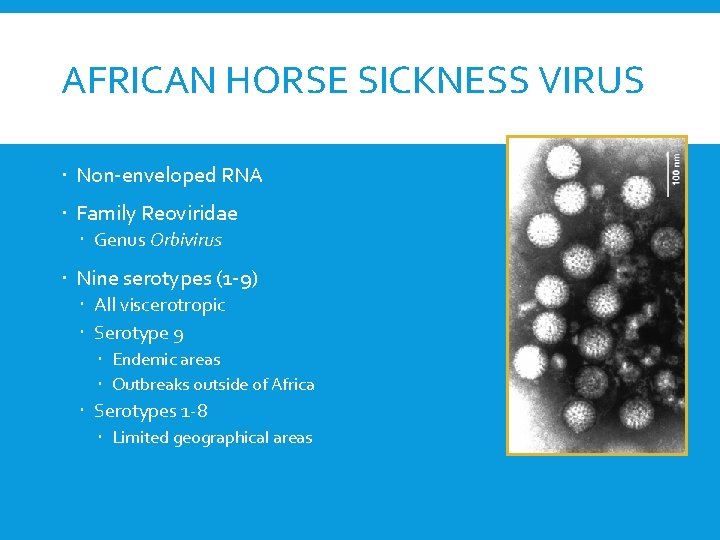 AFRICAN HORSE SICKNESS VIRUS Non-enveloped RNA Family Reoviridae Genus Orbivirus Nine serotypes (1 -9)