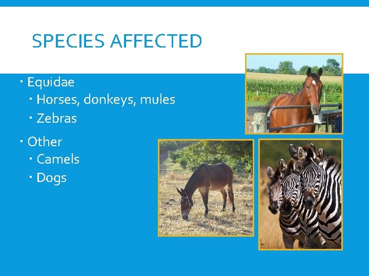 SPECIES AFFECTED Equidae Horses, donkeys, mules Zebras Other Camels Dogs 