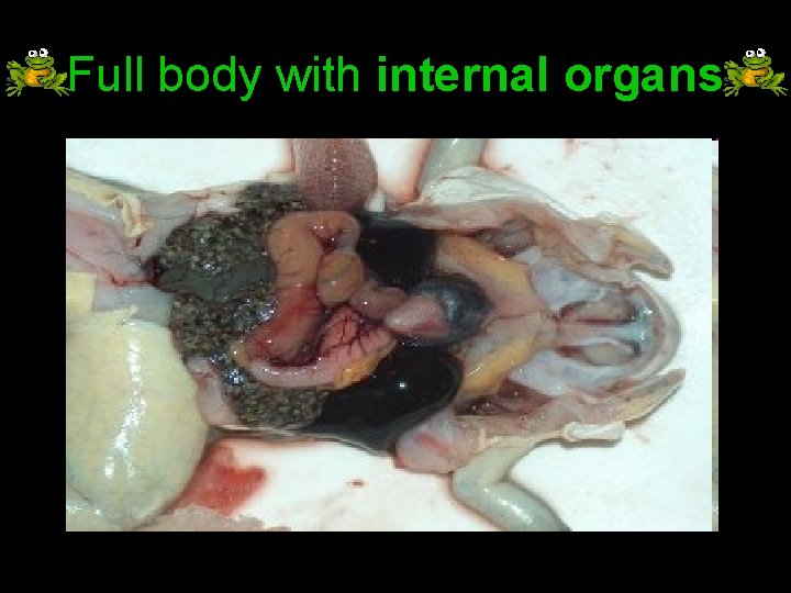 Full body with internal organs 