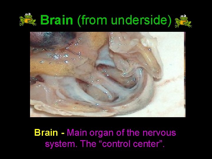 Brain (from underside) Brain - Main organ of the nervous system. The “control center”.