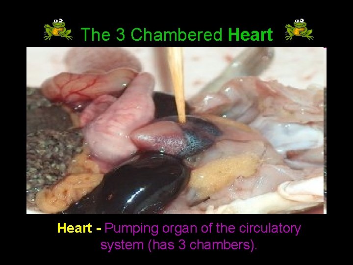 The 3 Chambered Heart - Pumping organ of the circulatory system (has 3 chambers).