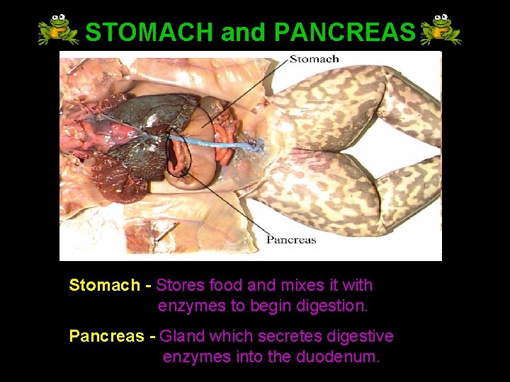 STOMACH and PANCREAS Stomach - Stores food and mixes it with enzymes to begin