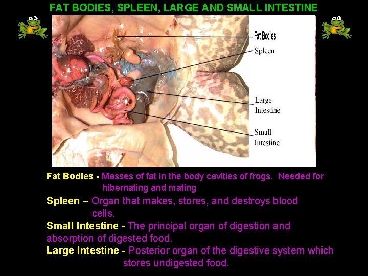 FAT BODIES, SPLEEN, LARGE AND SMALL INTESTINE Fat Bodies - Masses of fat in