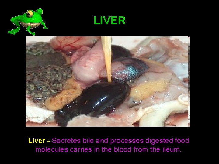 LIVER Liver - Secretes bile and processes digested food molecules carries in the blood