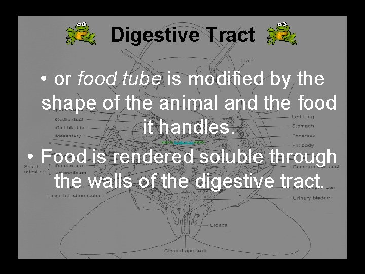 Digestive Tract • or food tube is modified by the shape of the animal
