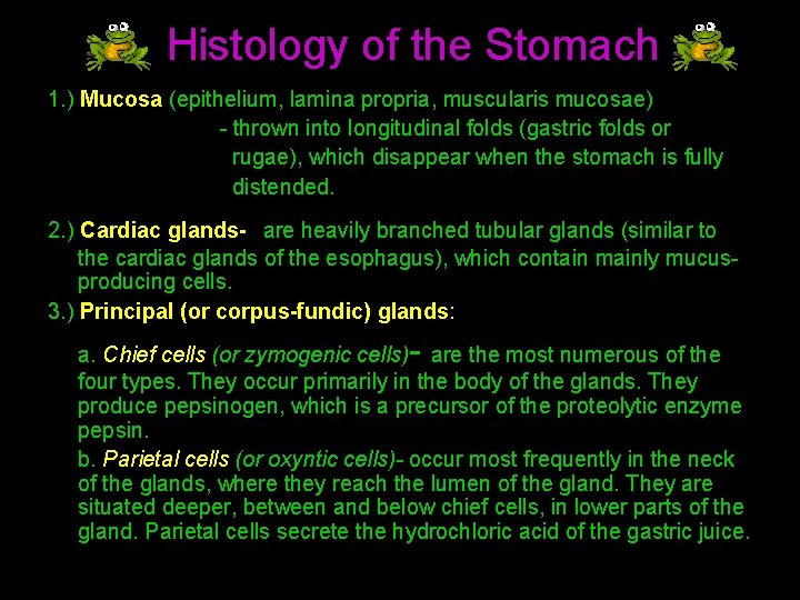 Histology of the Stomach 1. ) Mucosa (epithelium, lamina propria, muscularis mucosae) - thrown