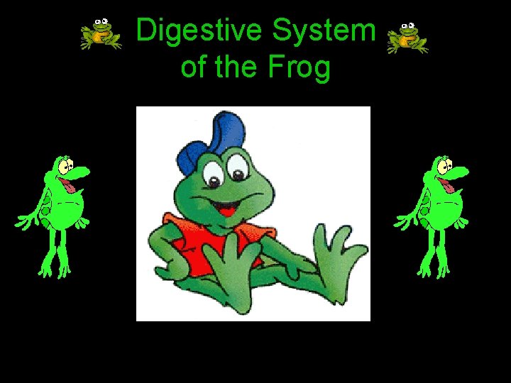Digestive System of the Frog 
