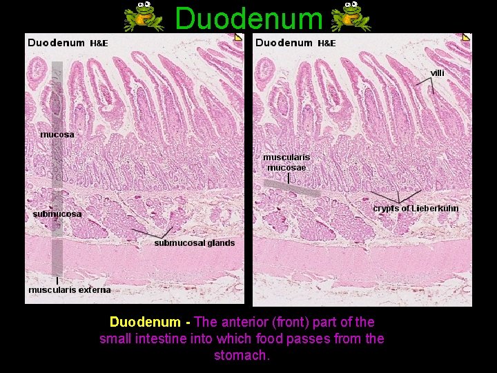 Duodenum - The anterior (front) part of the small intestine into which food passes