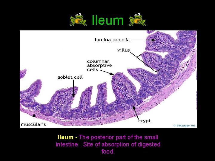 Ileum - The posterior part of the small intestine. Site of absorption of digested