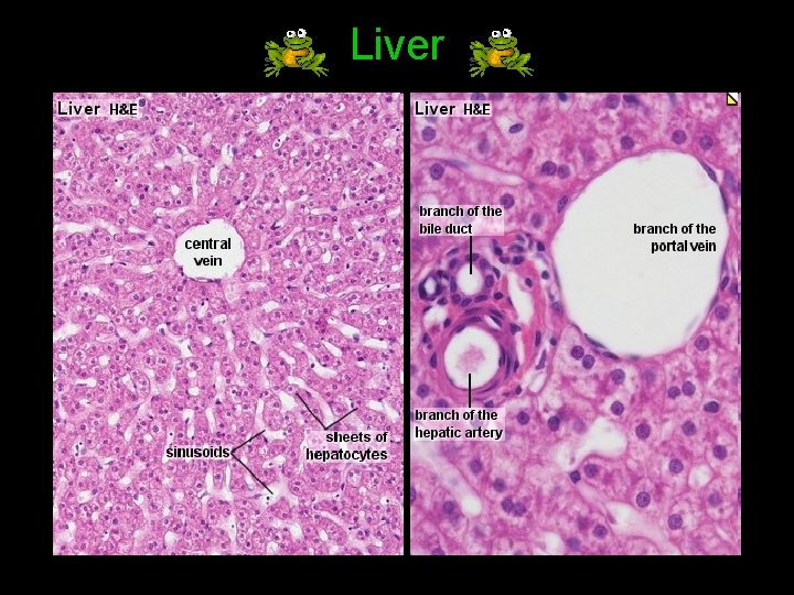 Liver 