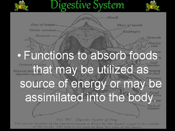 Digestive System • Functions to absorb foods that may be utilized as source of