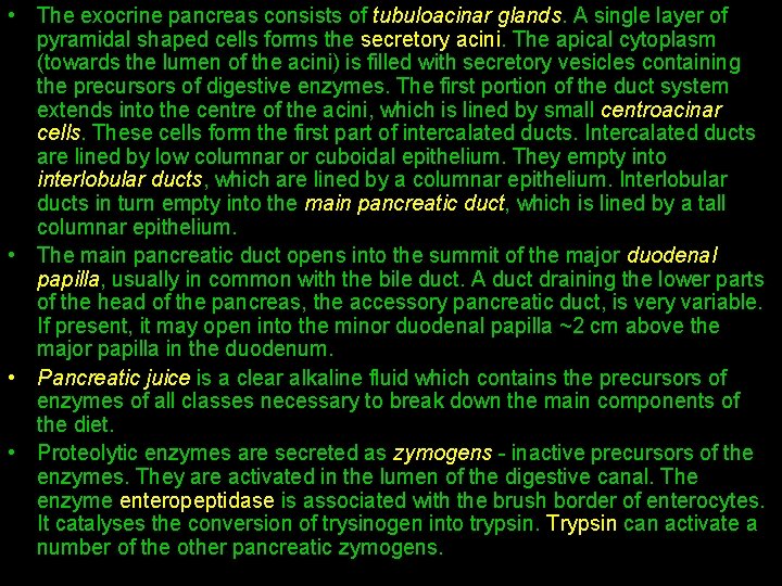  • The exocrine pancreas consists of tubuloacinar glands. A single layer of pyramidal