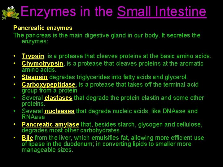 Enzymes in the Small Intestine Pancreatic enzymes The pancreas is the main digestive gland