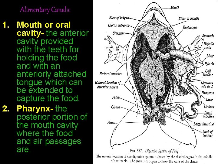 Alimentary Canals: 1. Mouth or oral cavity- the anterior cavity provided with the teeth