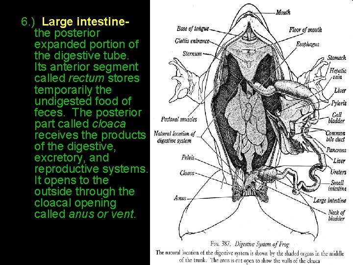 6. ) Large intestine- the posterior expanded portion of the digestive tube. Its anterior