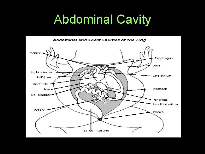 Abdominal Cavity 