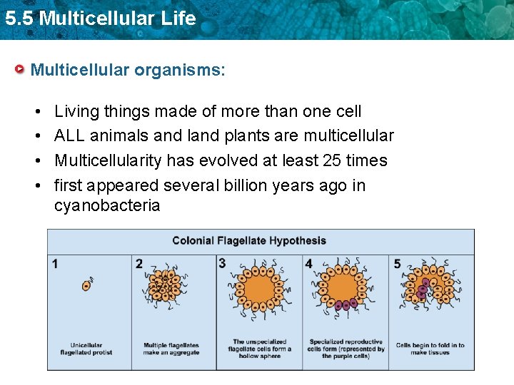 5. 5 Multicellular Life Multicellular organisms: • • Living things made of more than