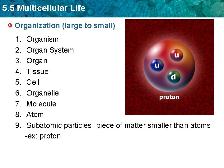 5. 5 Multicellular Life Organization (large to small) 1. 2. 3. 4. 5. 6.