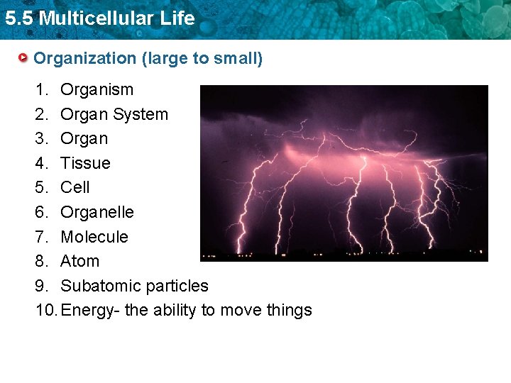 5. 5 Multicellular Life Organization (large to small) 1. Organism 2. Organ System 3.
