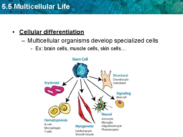 5. 5 Multicellular Life • Cellular differentiation – Multicellular organisms develop specialized cells -