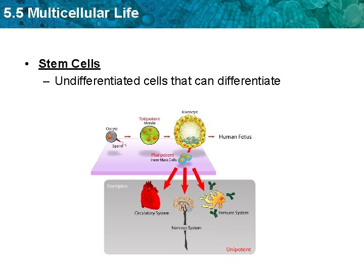 5. 5 Multicellular Life • Stem Cells – Undifferentiated cells that can differentiate 