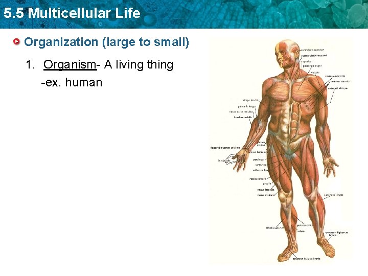 5. 5 Multicellular Life Organization (large to small) 1. Organism- A living thing -ex.