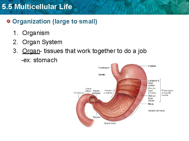 5. 5 Multicellular Life Organization (large to small) 1. Organism 2. Organ System 3.