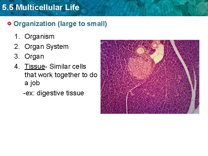 5. 5 Multicellular Life Organization (large to small) 1. 2. 3. 4. Organism Organ