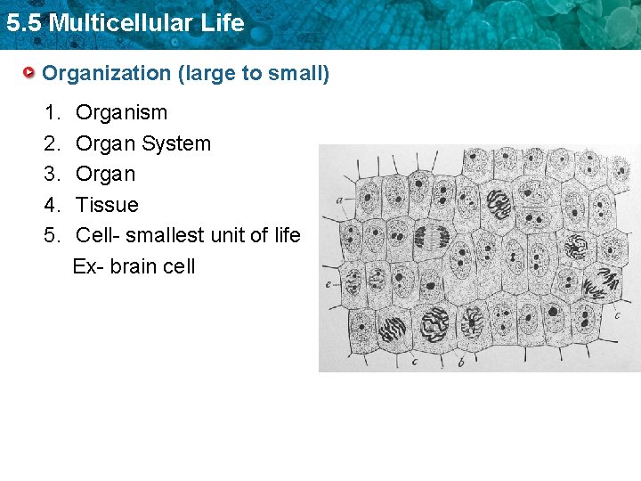 5. 5 Multicellular Life Organization (large to small) 1. 2. 3. 4. 5. Organism
