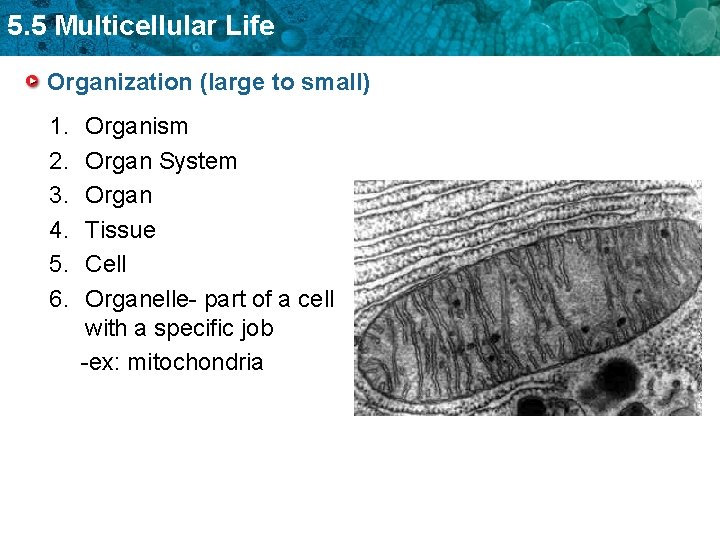 5. 5 Multicellular Life Organization (large to small) 1. 2. 3. 4. 5. 6.