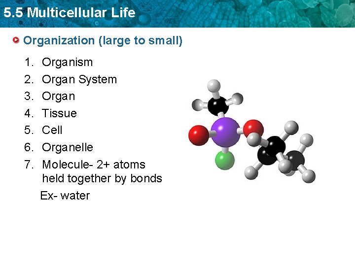 5. 5 Multicellular Life Organization (large to small) 1. 2. 3. 4. 5. 6.