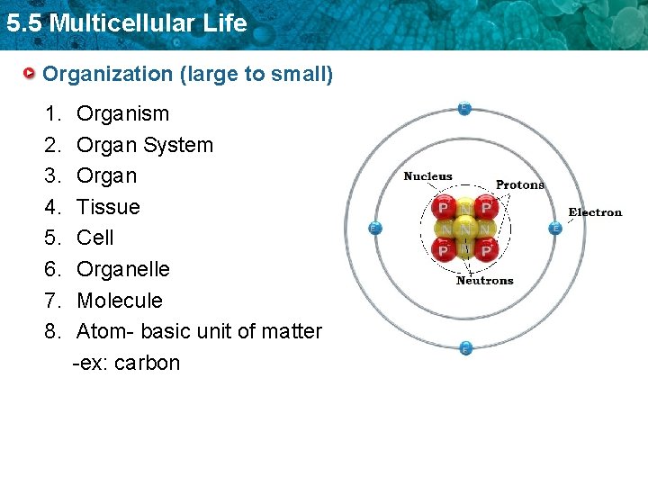 5. 5 Multicellular Life Organization (large to small) 1. 2. 3. 4. 5. 6.