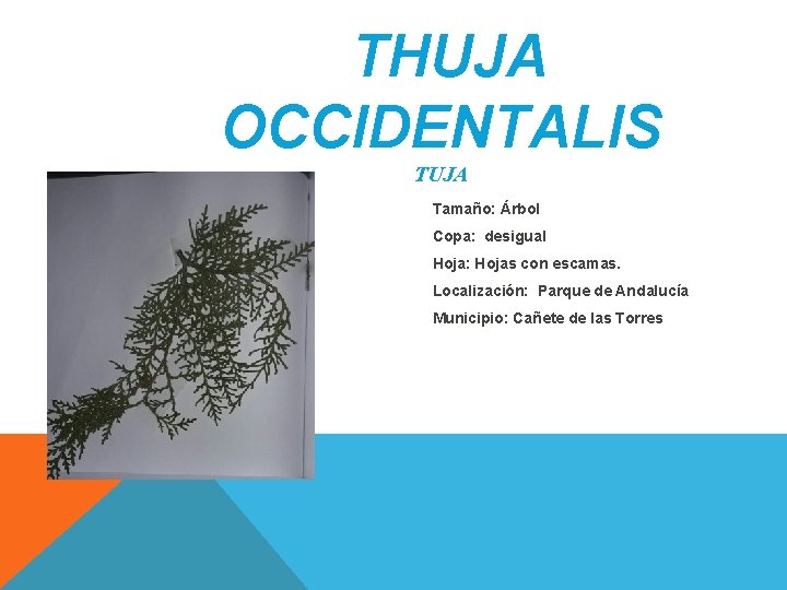 THUJA OCCIDENTALIS TUJA Tamaño: Árbol Copa: desigual Hoja: Hojas con escamas. Localización: Parque de THUJA OCCIDENTALIS TUJA Tamaño: Árbol Copa: desigual Hoja: Hojas con escamas. Localización: Parque de