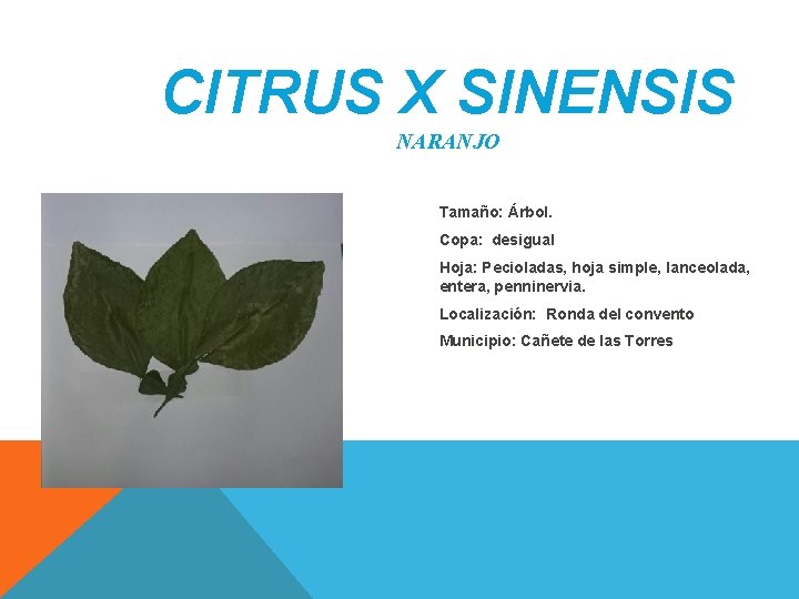 CITRUS X SINENSIS NARANJO Tamaño: Árbol. Copa: desigual Hoja: Pecioladas, hoja simple, lanceolada, entera, CITRUS X SINENSIS NARANJO Tamaño: Árbol. Copa: desigual Hoja: Pecioladas, hoja simple, lanceolada, entera,
