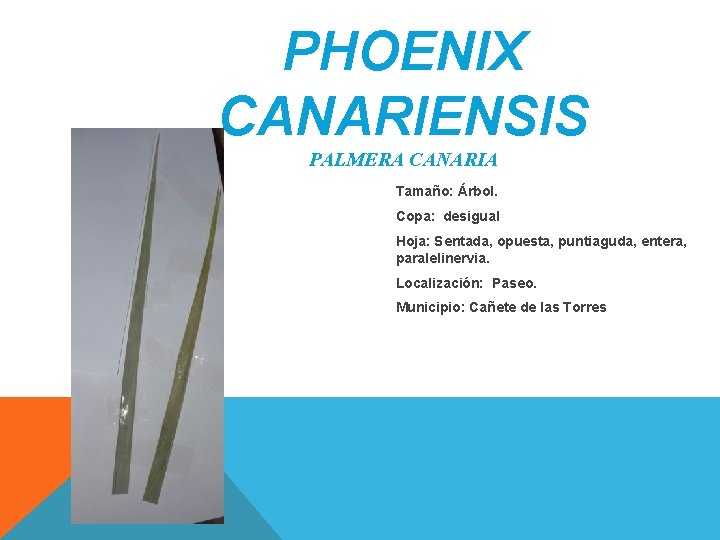 PHOENIX CANARIENSIS PALMERA CANARIA Tamaño: Árbol. Copa: desigual Hoja: Sentada, opuesta, puntiaguda, entera, paralelinervia. PHOENIX CANARIENSIS PALMERA CANARIA Tamaño: Árbol. Copa: desigual Hoja: Sentada, opuesta, puntiaguda, entera, paralelinervia.
