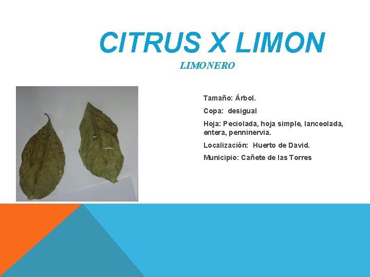 CITRUS X LIMONERO Tamaño: Árbol. Copa: desigual Hoja: Peciolada, hoja simple, lanceolada, entera, penninervia. CITRUS X LIMONERO Tamaño: Árbol. Copa: desigual Hoja: Peciolada, hoja simple, lanceolada, entera, penninervia.