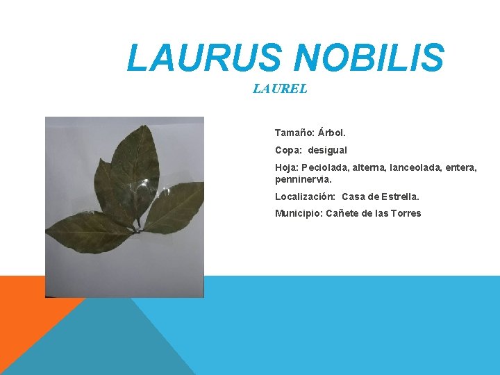 LAURUS NOBILIS LAUREL Tamaño: Árbol. Copa: desigual Hoja: Peciolada, alterna, lanceolada, entera, penninervia. Localización: LAURUS NOBILIS LAUREL Tamaño: Árbol. Copa: desigual Hoja: Peciolada, alterna, lanceolada, entera, penninervia. Localización: