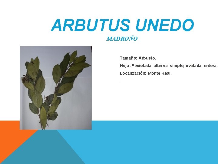 ARBUTUS UNEDO MADROÑO Tamaño: Arbusto. Hoja : Peciolada, alterna, simple, ovalada, entera. Localización: Monte ARBUTUS UNEDO MADROÑO Tamaño: Arbusto. Hoja : Peciolada, alterna, simple, ovalada, entera. Localización: Monte