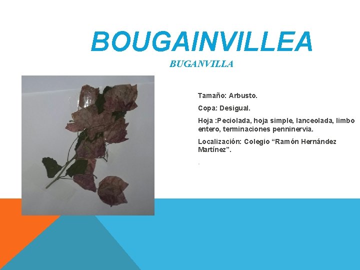 BOUGAINVILLEA BUGANVILLA Tamaño: Arbusto. Copa: Desigual. Hoja : Peciolada, hoja simple, lanceolada, limbo entero, BOUGAINVILLEA BUGANVILLA Tamaño: Arbusto. Copa: Desigual. Hoja : Peciolada, hoja simple, lanceolada, limbo entero,