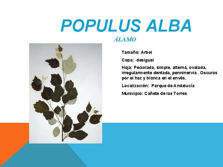 POPULUS ALBA ÁLAMO Tamaño: Arbol Copa: desigual Hoja: Peciolada, simple, alterna, ovalada, irregularmente dentada, POPULUS ALBA ÁLAMO Tamaño: Arbol Copa: desigual Hoja: Peciolada, simple, alterna, ovalada, irregularmente dentada,