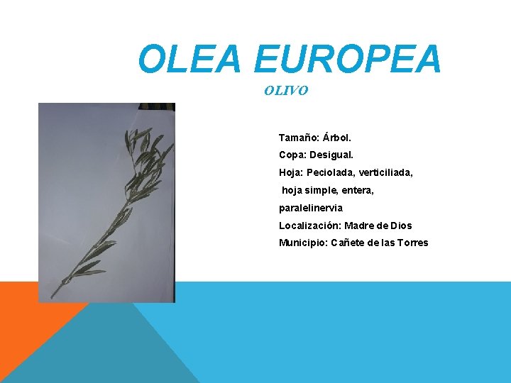 OLEA EUROPEA OLIVO Tamaño: Árbol. Copa: Desigual. Hoja: Peciolada, verticiliada, hoja simple, entera, paralelinervia OLEA EUROPEA OLIVO Tamaño: Árbol. Copa: Desigual. Hoja: Peciolada, verticiliada, hoja simple, entera, paralelinervia