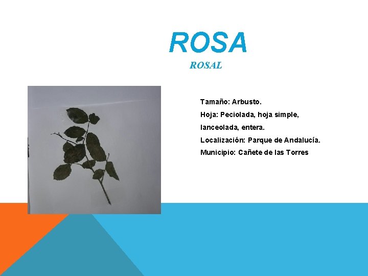 ROSAL Tamaño: Arbusto. Hoja: Peciolada, hoja simple, lanceolada, entera. Localización: Parque de Andalucía. Municipio: ROSAL Tamaño: Arbusto. Hoja: Peciolada, hoja simple, lanceolada, entera. Localización: Parque de Andalucía. Municipio: