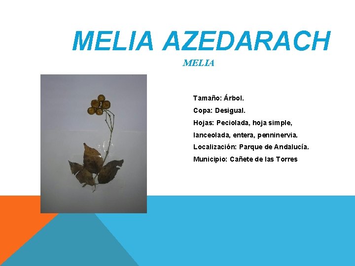 MELIA AZEDARACH MELIA Tamaño: Árbol. Copa: Desigual. Hojas: Peciolada, hoja simple, lanceolada, entera, penninervia. MELIA AZEDARACH MELIA Tamaño: Árbol. Copa: Desigual. Hojas: Peciolada, hoja simple, lanceolada, entera, penninervia.