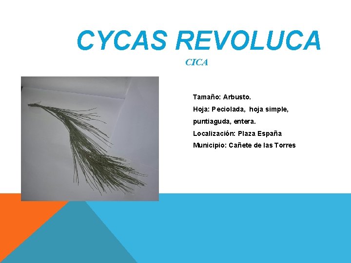 CYCAS REVOLUCA CICA Tamaño: Arbusto. Hoja: Peciolada, hoja simple, puntiaguda, entera. Localización: Plaza España CYCAS REVOLUCA CICA Tamaño: Arbusto. Hoja: Peciolada, hoja simple, puntiaguda, entera. Localización: Plaza España
