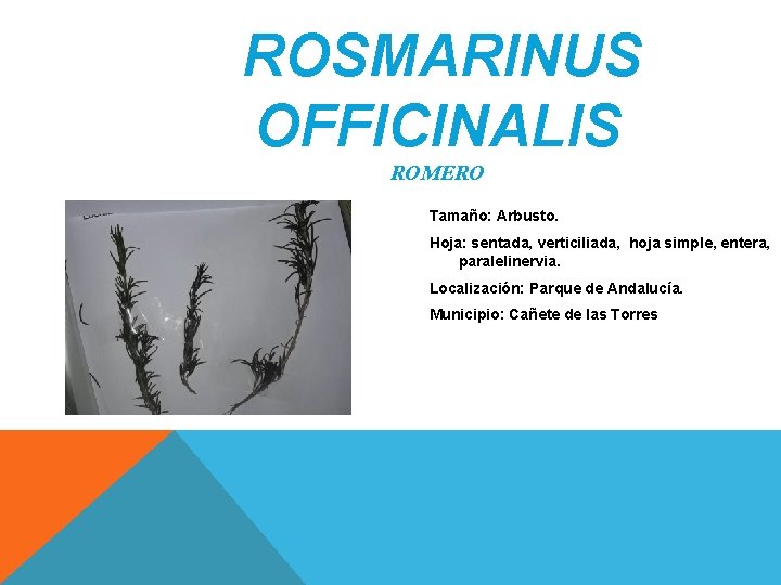 ROSMARINUS OFFICINALIS ROMERO Tamaño: Arbusto. Hoja: sentada, verticiliada, hoja simple, entera, paralelinervia. Localización: Parque ROSMARINUS OFFICINALIS ROMERO Tamaño: Arbusto. Hoja: sentada, verticiliada, hoja simple, entera, paralelinervia. Localización: Parque