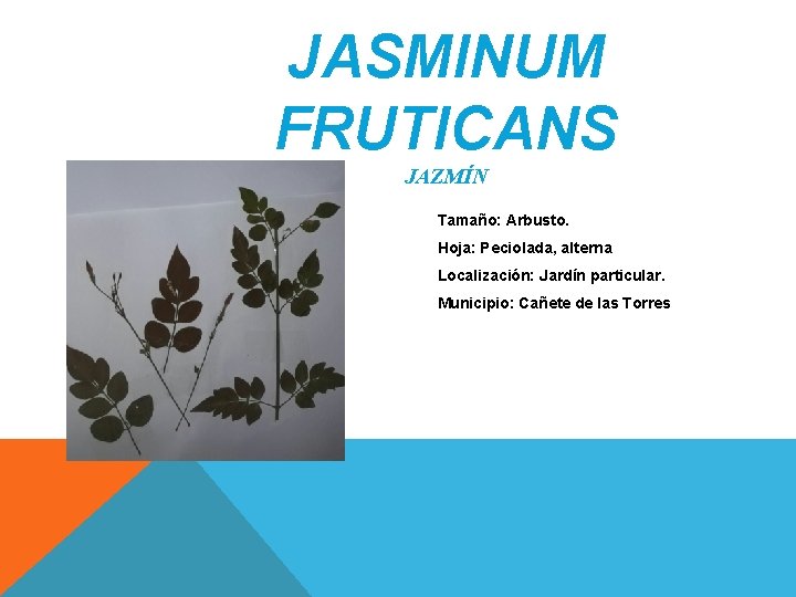 JASMINUM FRUTICANS JAZMÍN Tamaño: Arbusto. Hoja: Peciolada, alterna Localización: Jardín particular. Municipio: Cañete de JASMINUM FRUTICANS JAZMÍN Tamaño: Arbusto. Hoja: Peciolada, alterna Localización: Jardín particular. Municipio: Cañete de