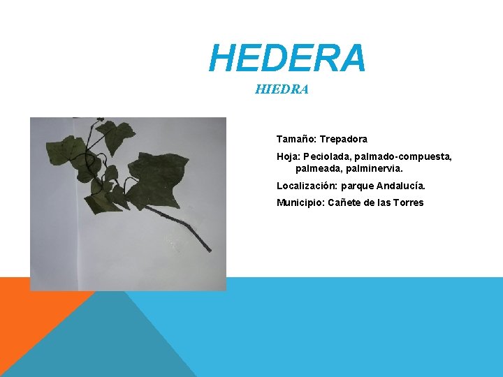 HEDERA HIEDRA Tamaño: Trepadora Hoja: Peciolada, palmado-compuesta, palmeada, palminervia. Localización: parque Andalucía. Municipio: Cañete HEDERA HIEDRA Tamaño: Trepadora Hoja: Peciolada, palmado-compuesta, palmeada, palminervia. Localización: parque Andalucía. Municipio: Cañete