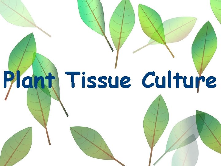 Plant Tissue Culture 