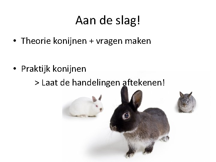 Aan de slag! • Theorie konijnen + vragen maken • Praktijk konijnen > Laat